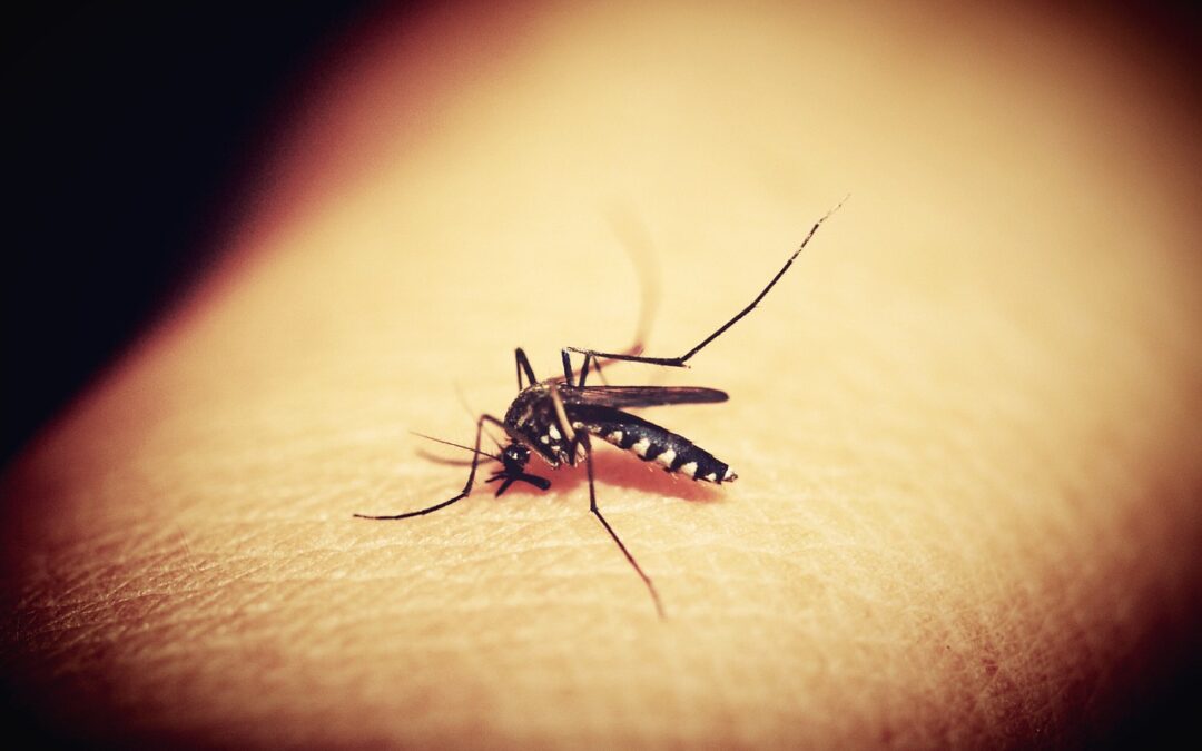 Residents say – Mosquitoes are out of control after Hurricane Ian